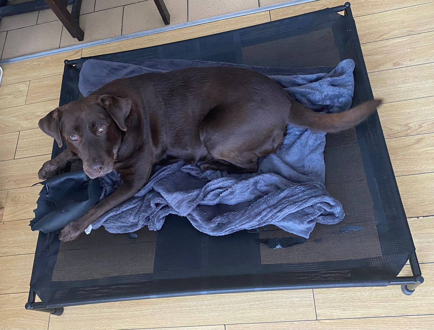 Cama elevada para mascotas EXTRA GRANDE