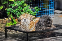 Cama elevada para mascota MEDIANA