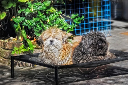 Cama elevada para mascota MEDIANA