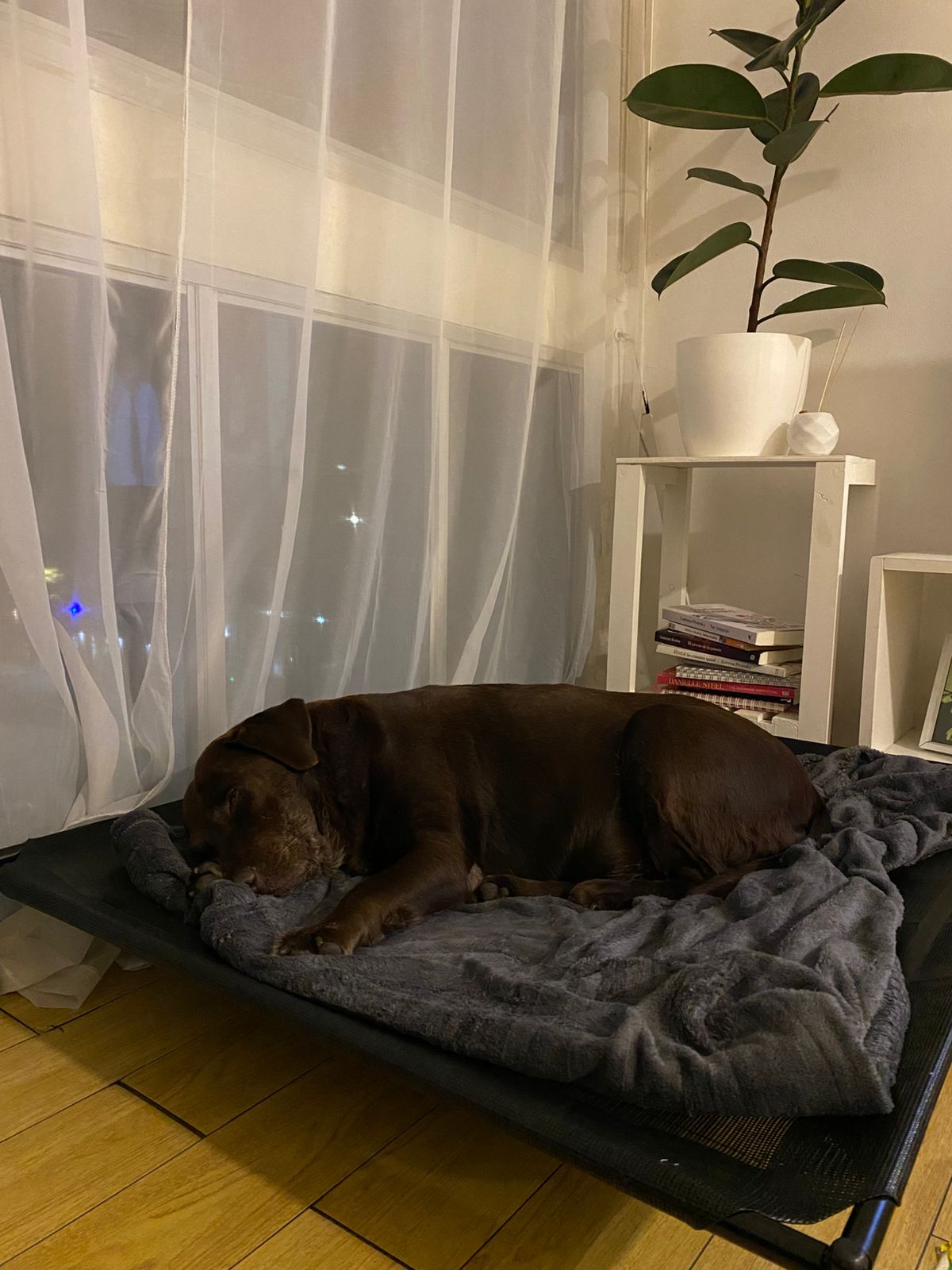 Cama elevada para mascotas EXTRA GRANDE