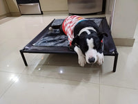 Cama elevada para mascota GRANDE