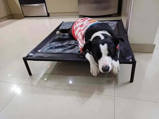 Cama elevada para mascota GRANDE