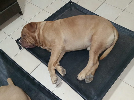 Cama elevada para mascotas EXTRA GRANDE